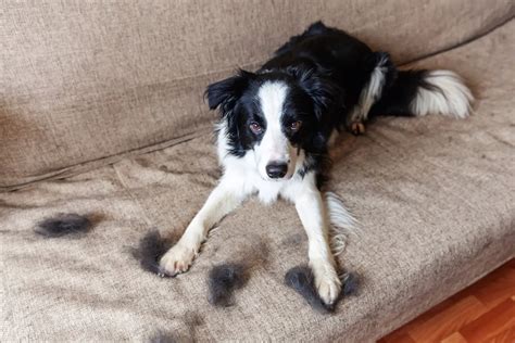 border collie shed a lot